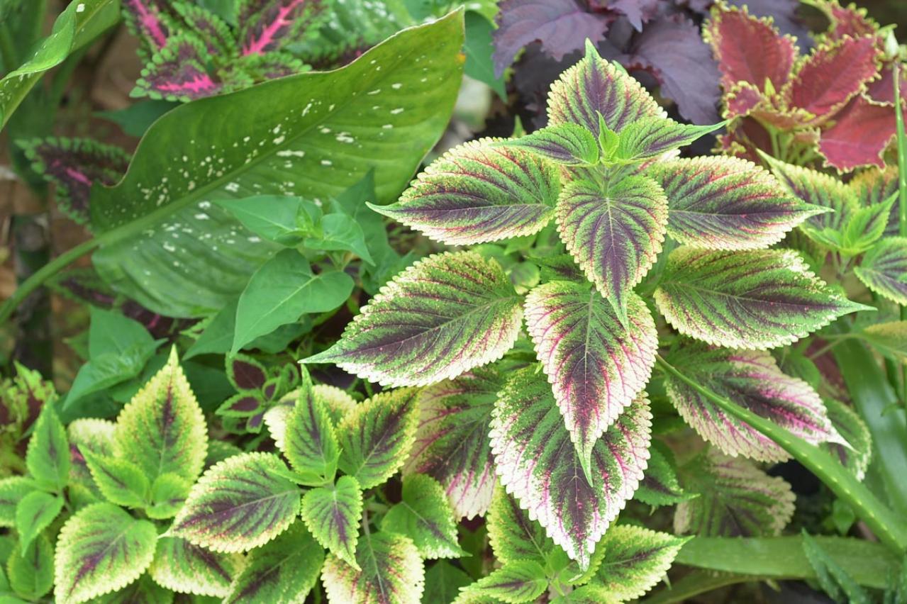 【ガーデニング】ローメンテナンスで楽しむ夏のリーフプランツ［8選］初心者にもおすすめ