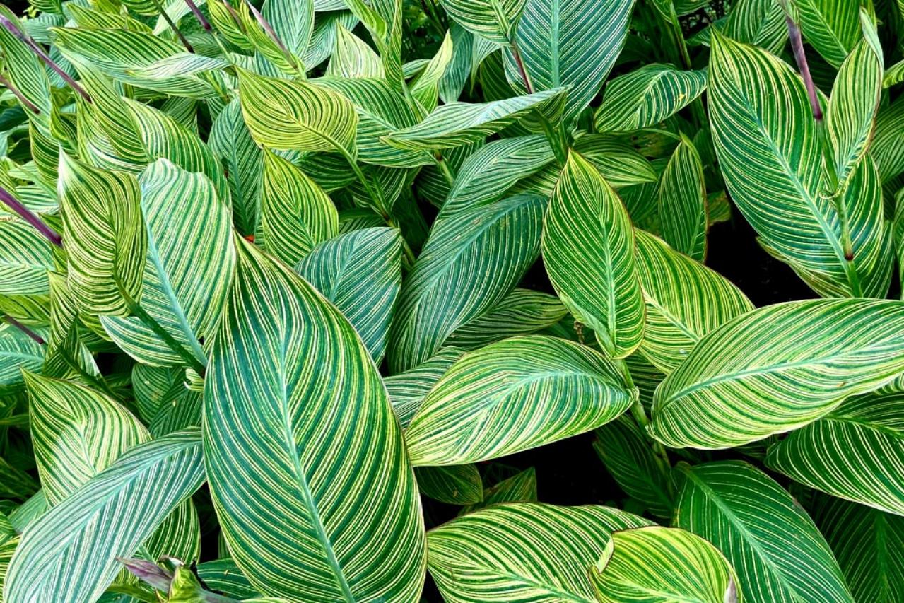 【ガーデニング】ローメンテナンスで楽しむ夏のリーフプランツ［8選］初心者にもおすすめ（画像5）