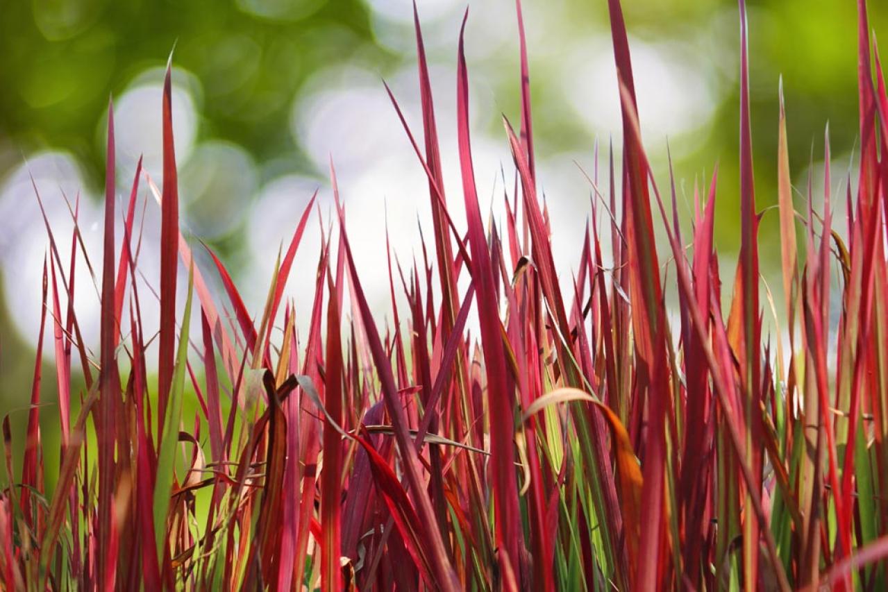 【ガーデニング】目に涼やか、夏のリーフガーデン。個性的で華やかなリーフプランツ8選（画像10）