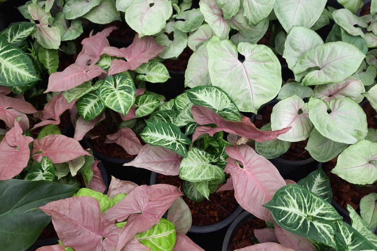 【ガーデニング】ローメンテナンスで楽しむ夏のリーフプランツ［8選］初心者にもおすすめ（画像7）