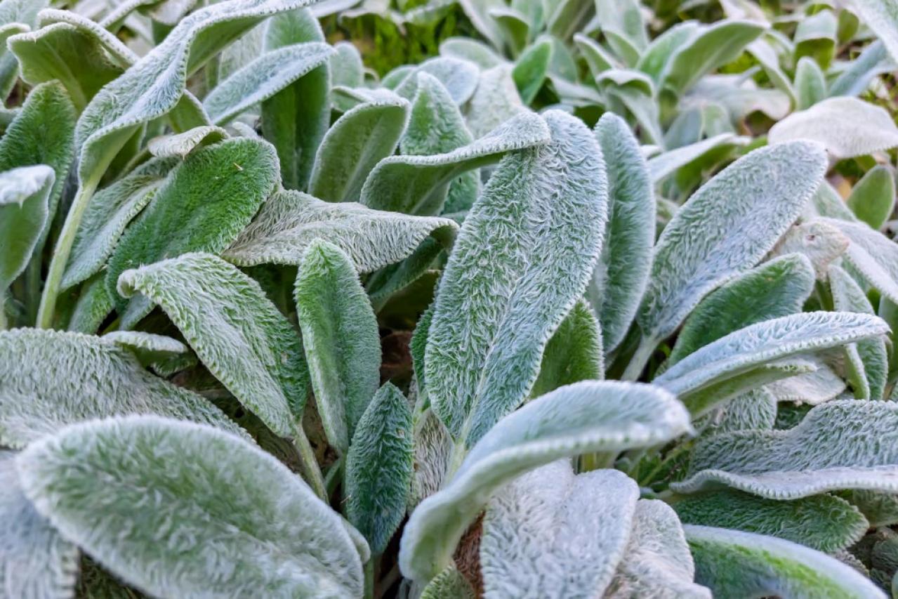 【ガーデニング】目に涼やか、夏のリーフガーデン。個性的で華やかなリーフプランツ8選（画像8）