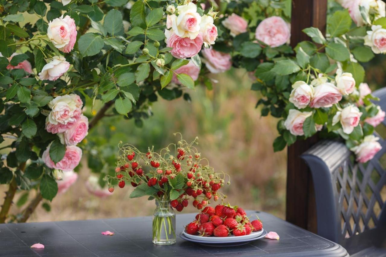 【ガーデニング】殿堂入りのバラはどんなバラ？世界バラ会議etc. バラの知識を深めよう（画像2）