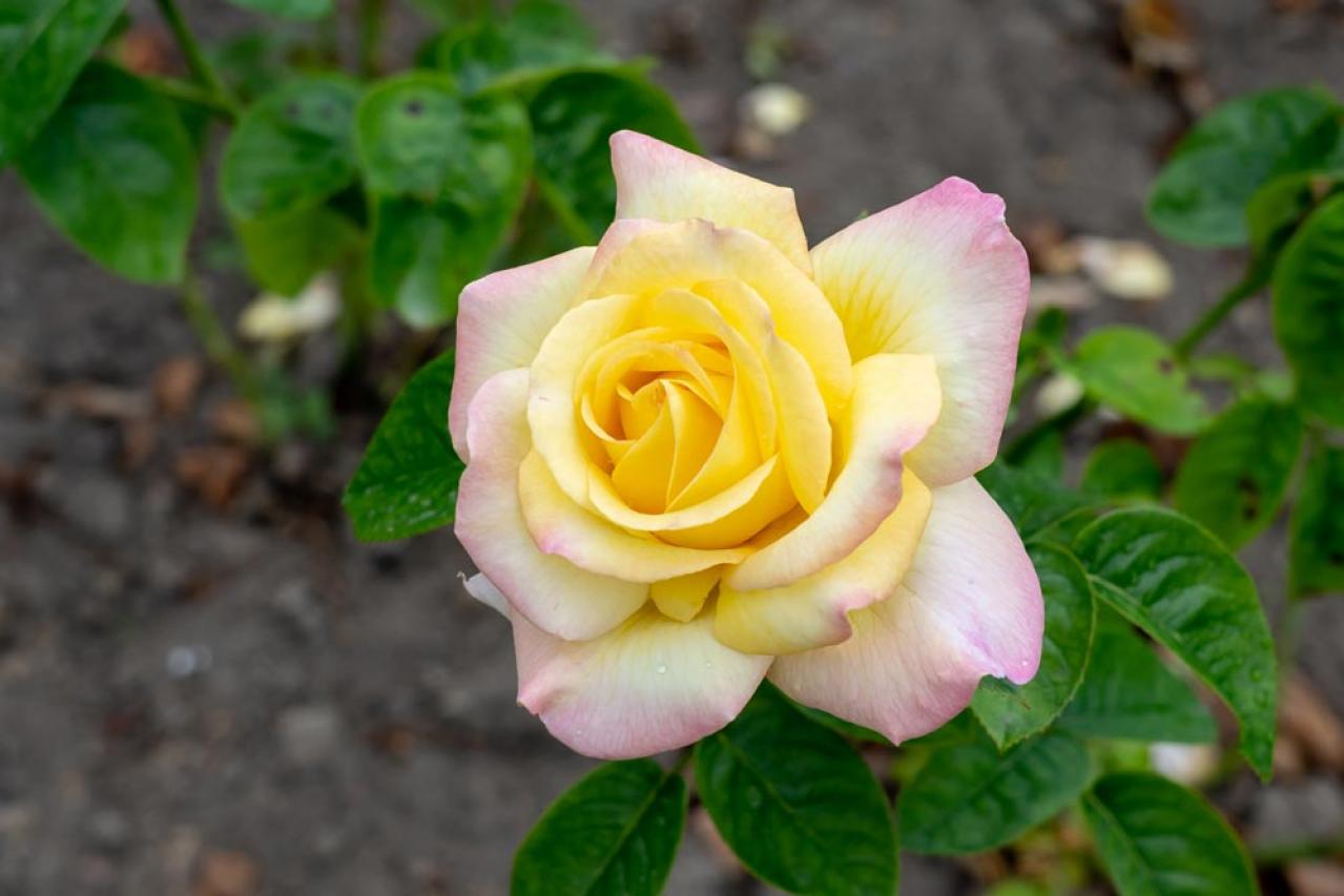 【ガーデニング】殿堂入りのバラはどんなバラ？世界バラ会議etc. バラの知識を深めよう（画像4）