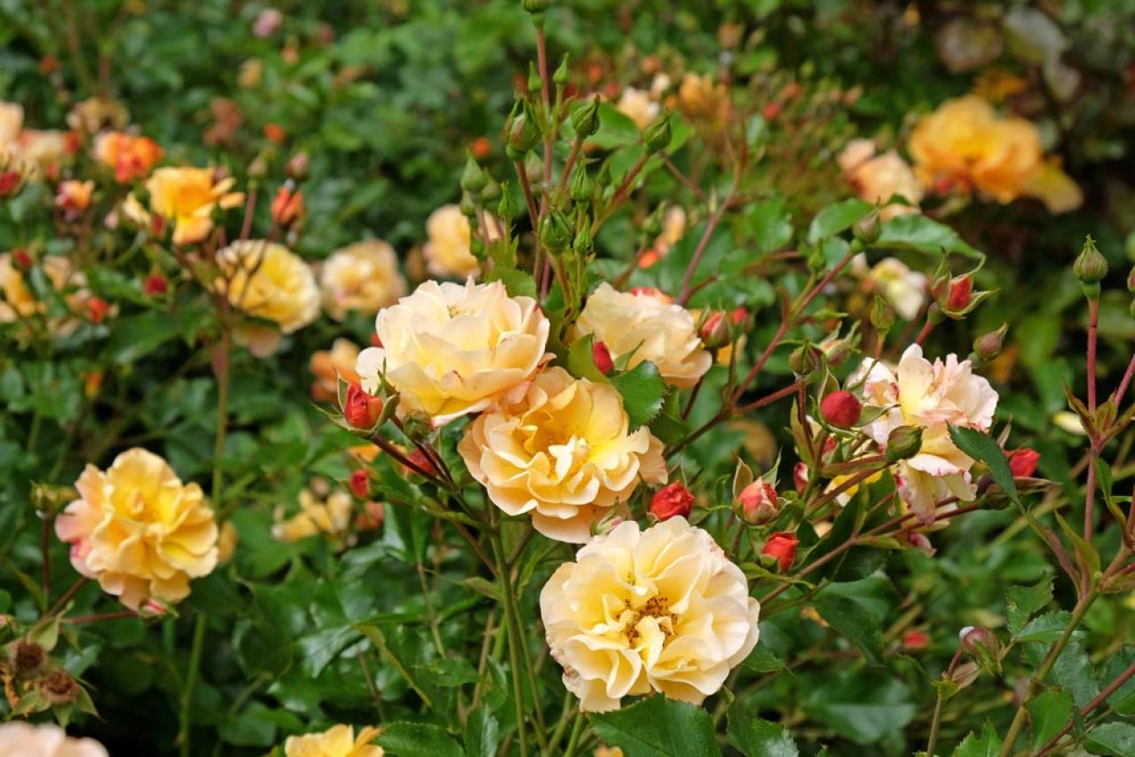 【ガーデニング】殿堂入りのバラはどんなバラ？世界バラ会議etc. バラの知識を深めよう（画像3）