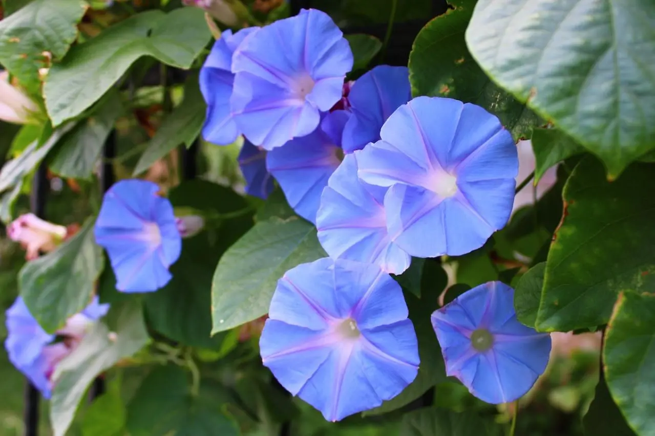 8月20日の花とは？【366日の誕生花と幸せの花言葉】 | ゆうゆうtime