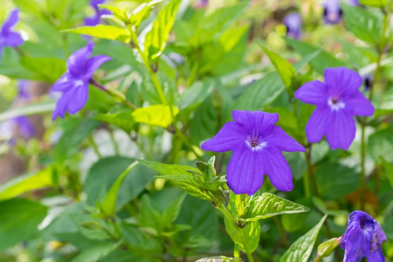 8月21日の花とは？【366日の誕生花と幸せの花言葉】 | ゆうゆうtime