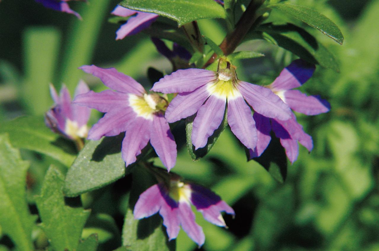 8月18日の花とは？【366日の誕生花と幸せの花言葉】