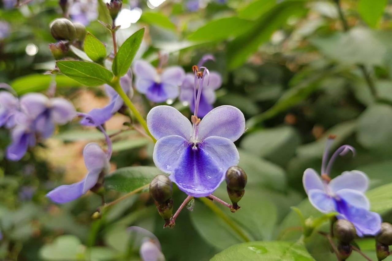 【ガーデニング】涼しい室内で楽しめる多年草！夏の鉢花はこんなに華やか（画像6）