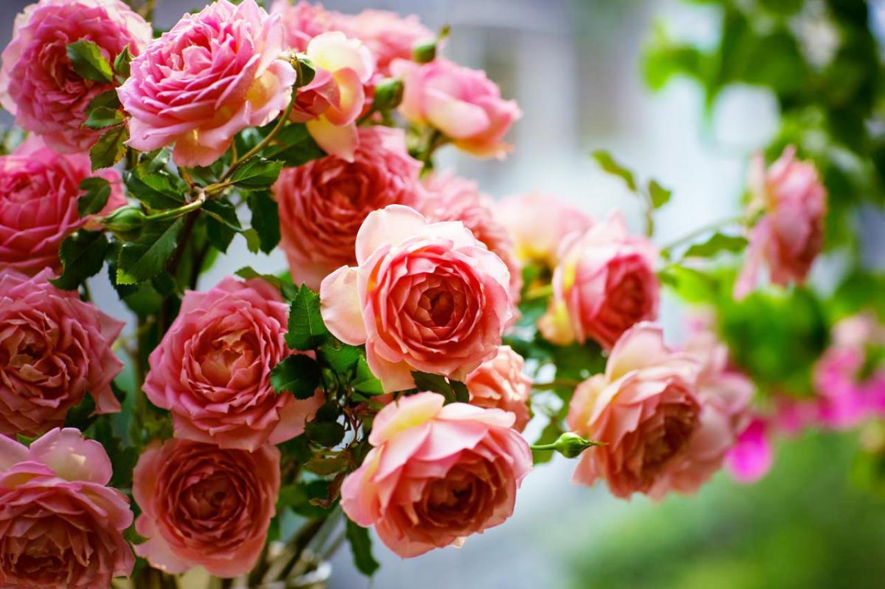 【ガーデニング】殿堂入りのバラはどんなバラ？世界バラ会議etc. バラの知識を深めよう