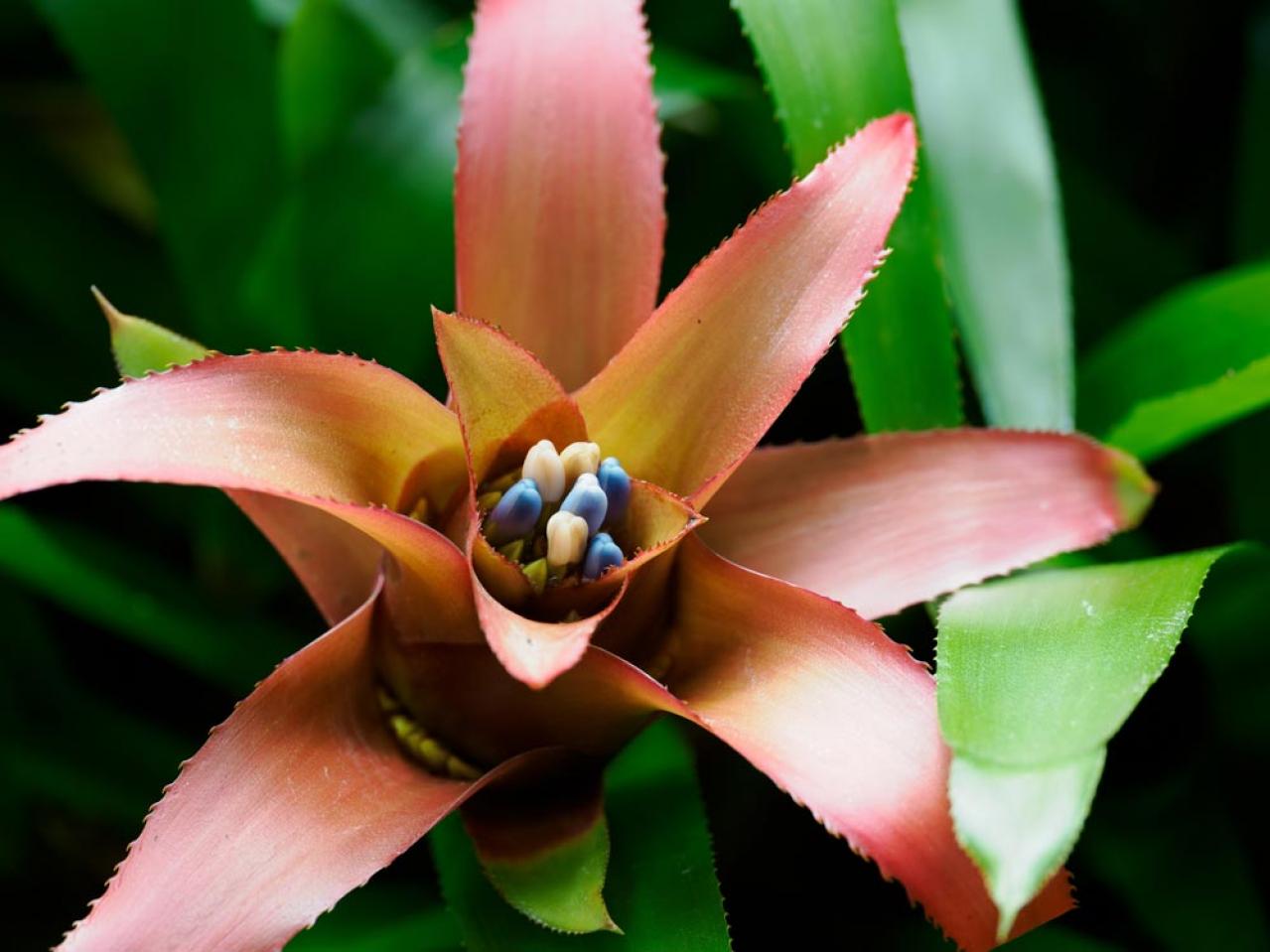【ガーデニング】涼しい室内で楽しめる多年草！夏の鉢花はこんなに華やか（画像5）