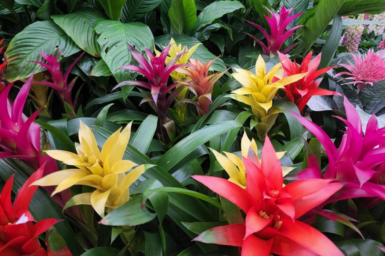 【ガーデニング】涼しい室内で楽しめる多年草！夏の鉢花はこんなに華やか（画像4）