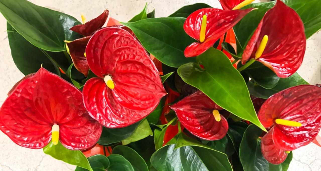 【ガーデニング】室内で育てる多年草。人気の鉢花［6選］初心者必見！（画像13）