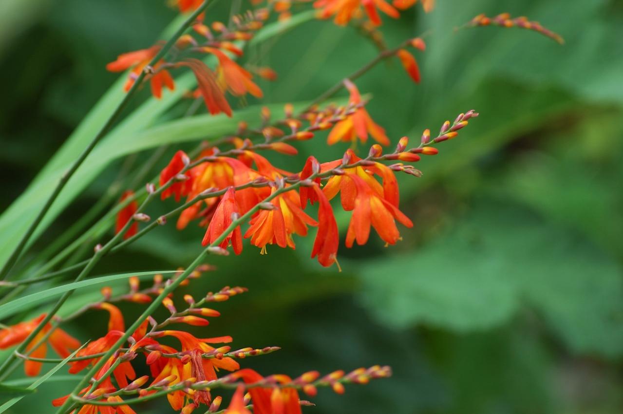 8月24日の花とは？【366日の誕生花と幸せの花言葉】