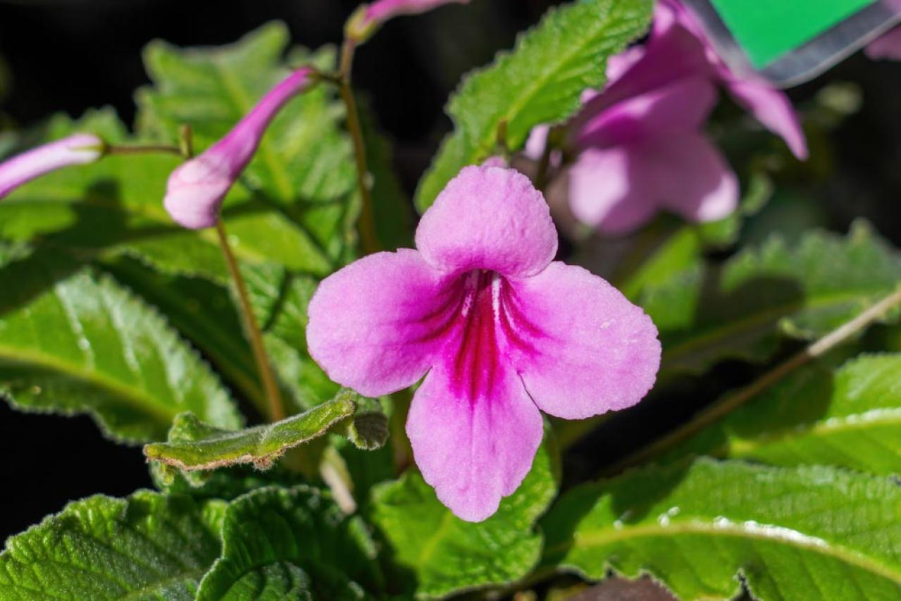 【ガーデニング】室内で育てる多年草。人気の鉢花［6選］初心者必見！（画像10）