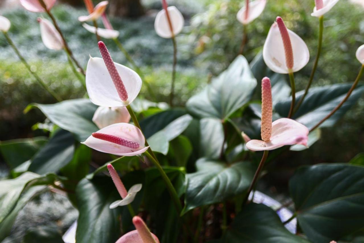 【ガーデニング】室内で育てる多年草。人気の鉢花［6選］初心者必見！（画像12）