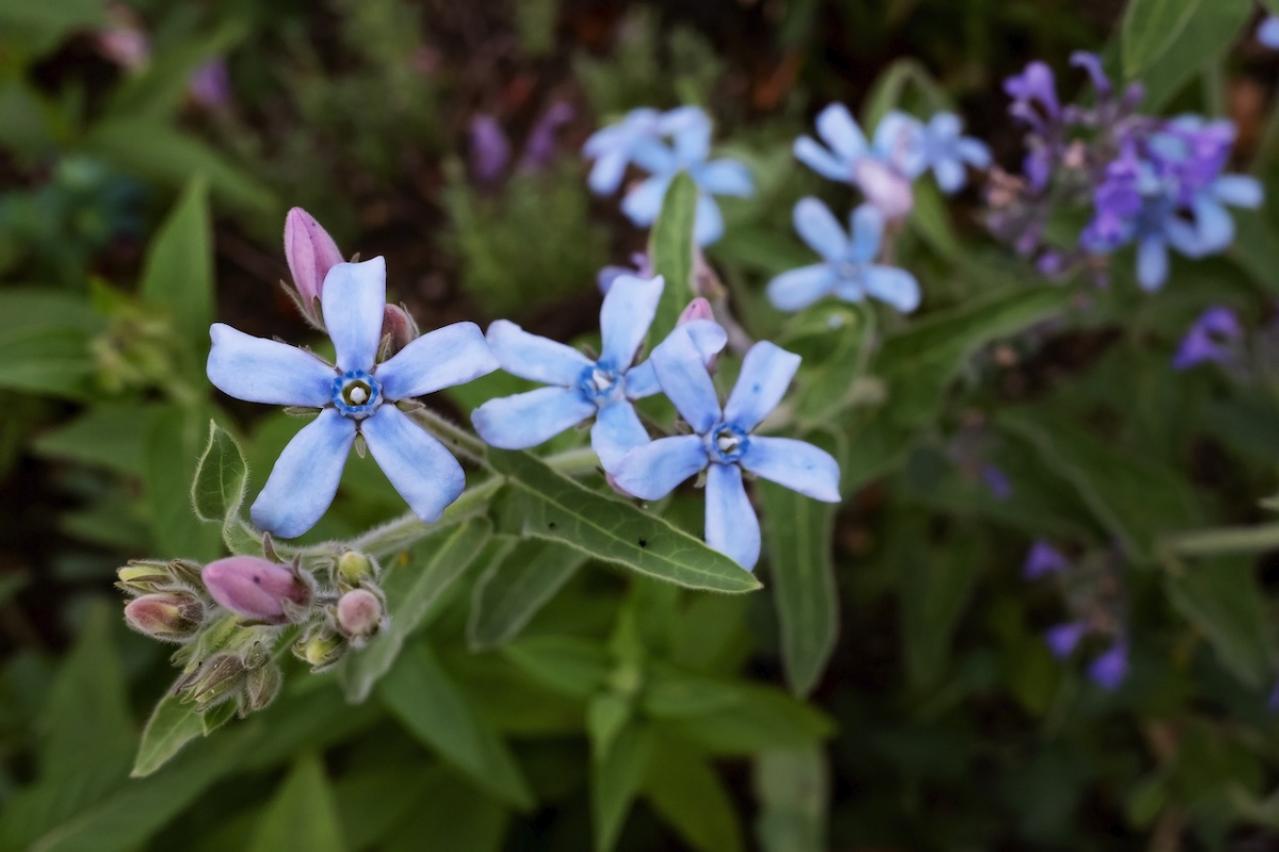 9月の誕生花と花言葉一覧【366日の誕生花と幸せの花言葉】（画像9）