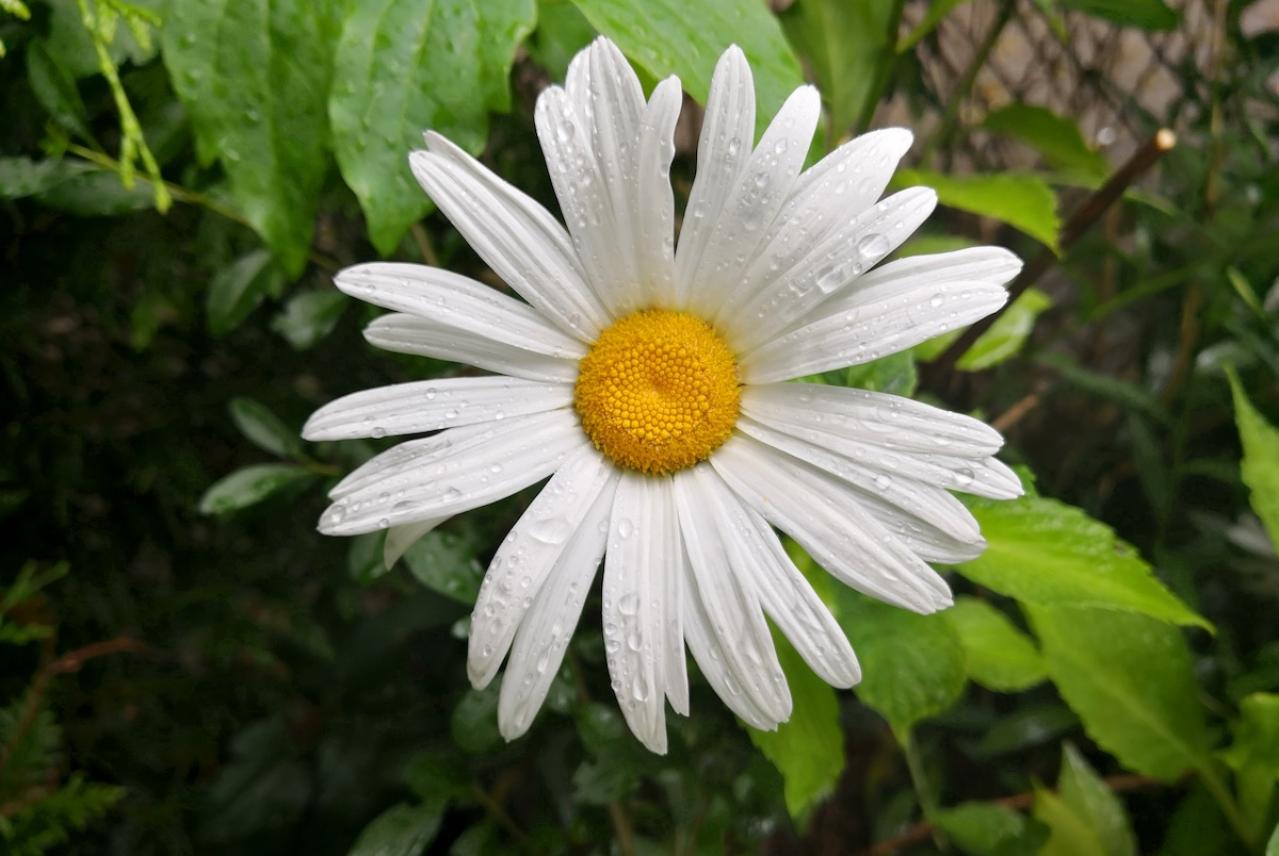 9月の誕生花と花言葉一覧【366日の誕生花と幸せの花言葉】（画像25）