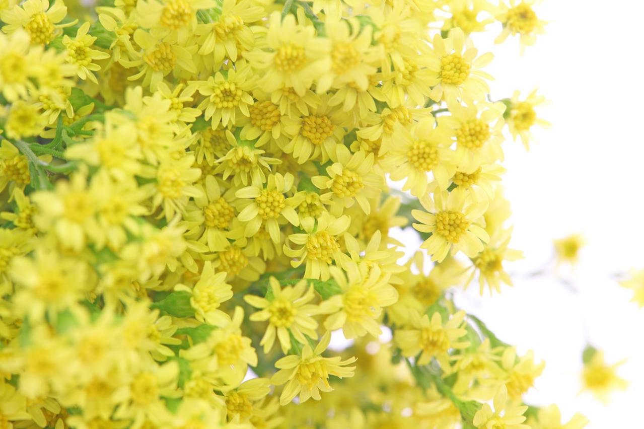 9月の誕生花と花言葉一覧【366日の誕生花と幸せの花言葉】（画像6）