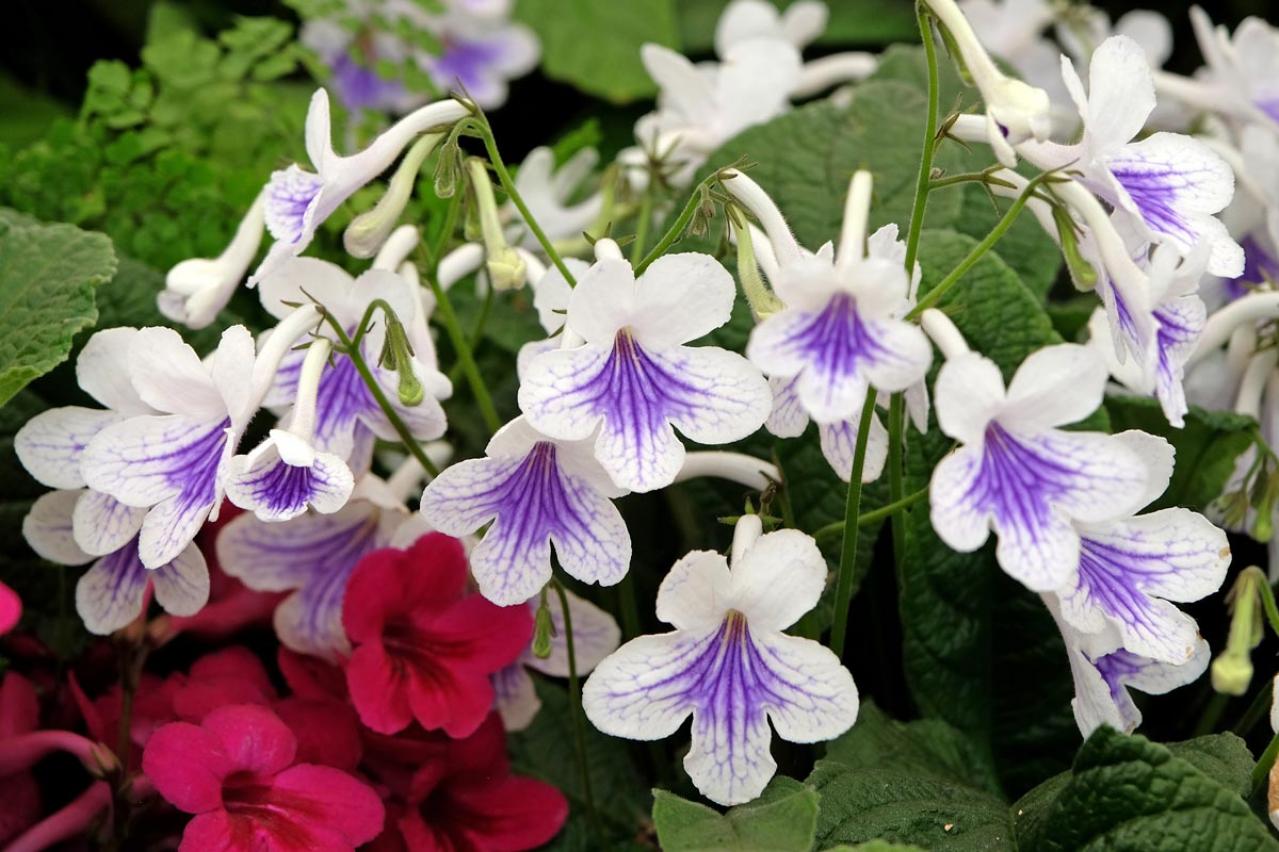 【ガーデニング】涼しい室内で楽しめる多年草！夏の鉢花はこんなに華やか