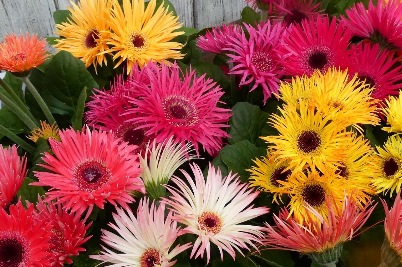 9月の誕生花と花言葉一覧【366日の誕生花と幸せの花言葉】（画像18）