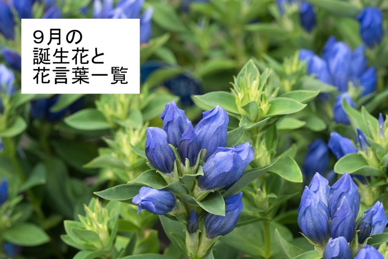 9月の誕生花と花言葉一覧【366日の誕生花と幸せの花言葉】