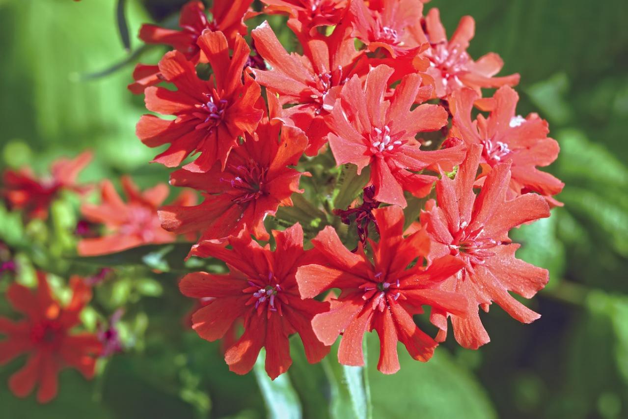 9月の誕生花と花言葉一覧【366日の誕生花と幸せの花言葉】（画像19）