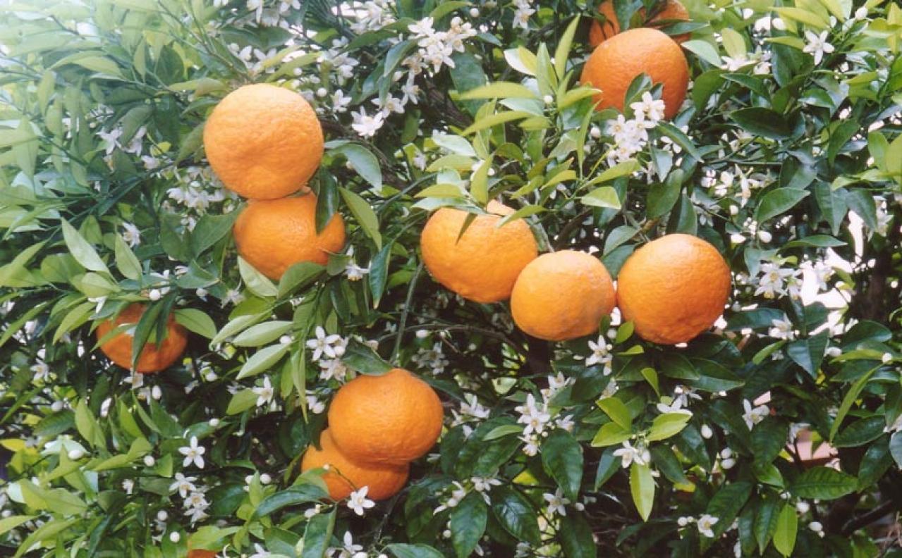 どんぐりの粉を使ったクッキーの味とは？【プロのお取り寄せ】森の恵みのクッキーと夏みかんゼリー（画像4）