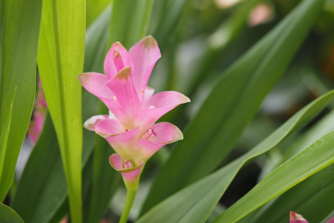 8月30日の花とは？【366日の誕生花と幸せの花言葉】