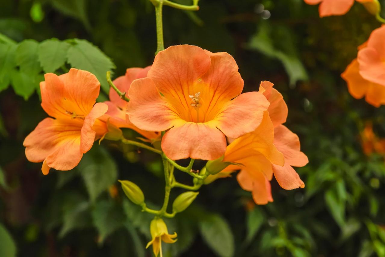 8月31日の花とは？【366日の誕生花と幸せの花言葉】