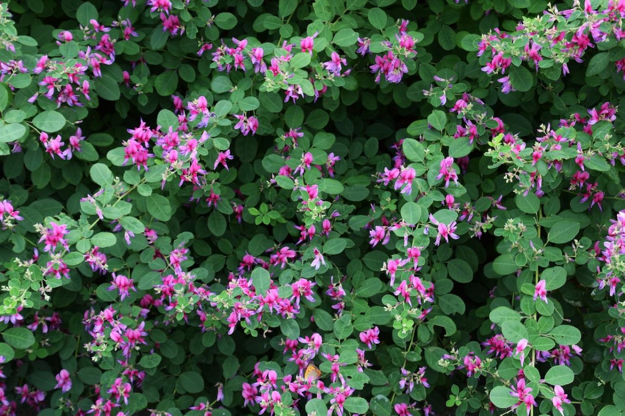 9月6日の花とは？【366日の誕生花と幸せの花言葉】