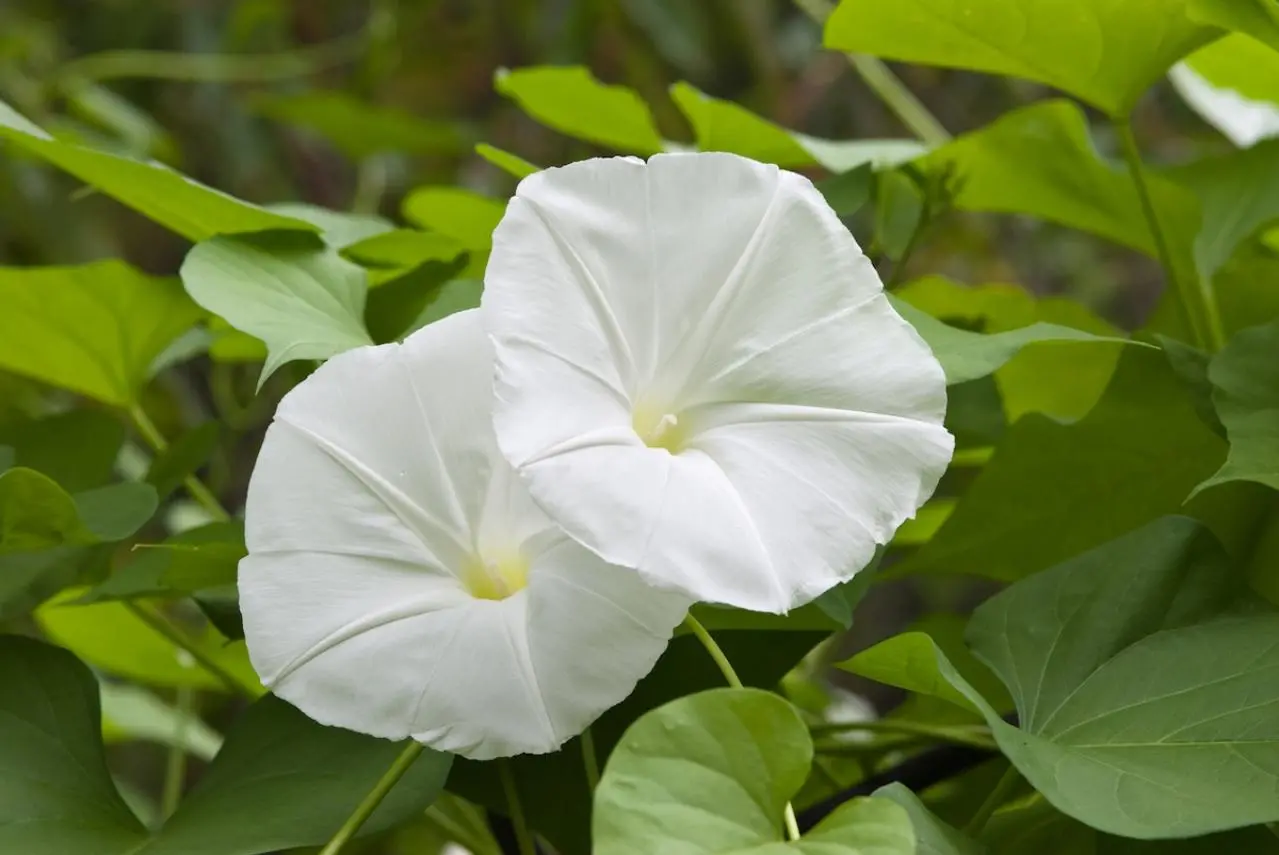 花卉圖5 big20240828vp18rq190124564572.webp