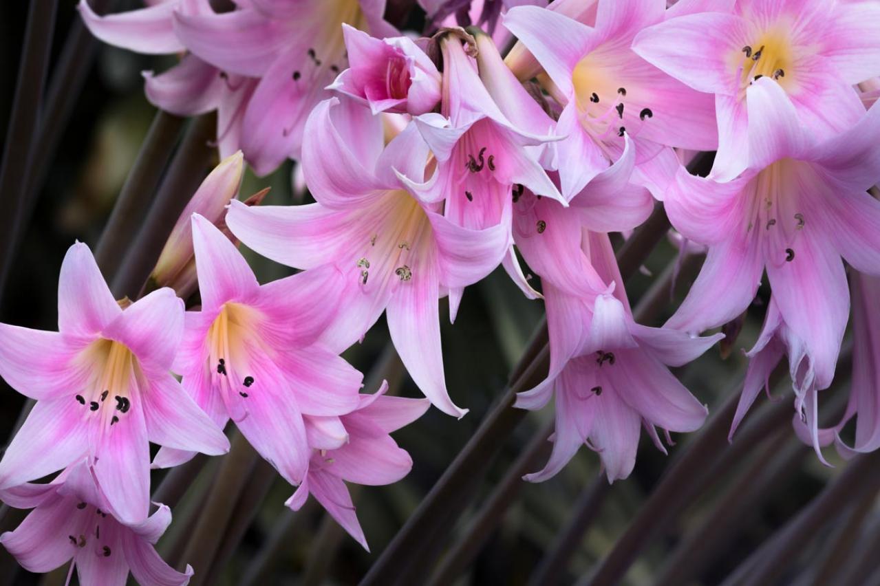 【ガーデニング】注目の秋の花「ベラドンナリリー」とは？植えっぱなしでOK。育てやすさや魅力を徹底解説