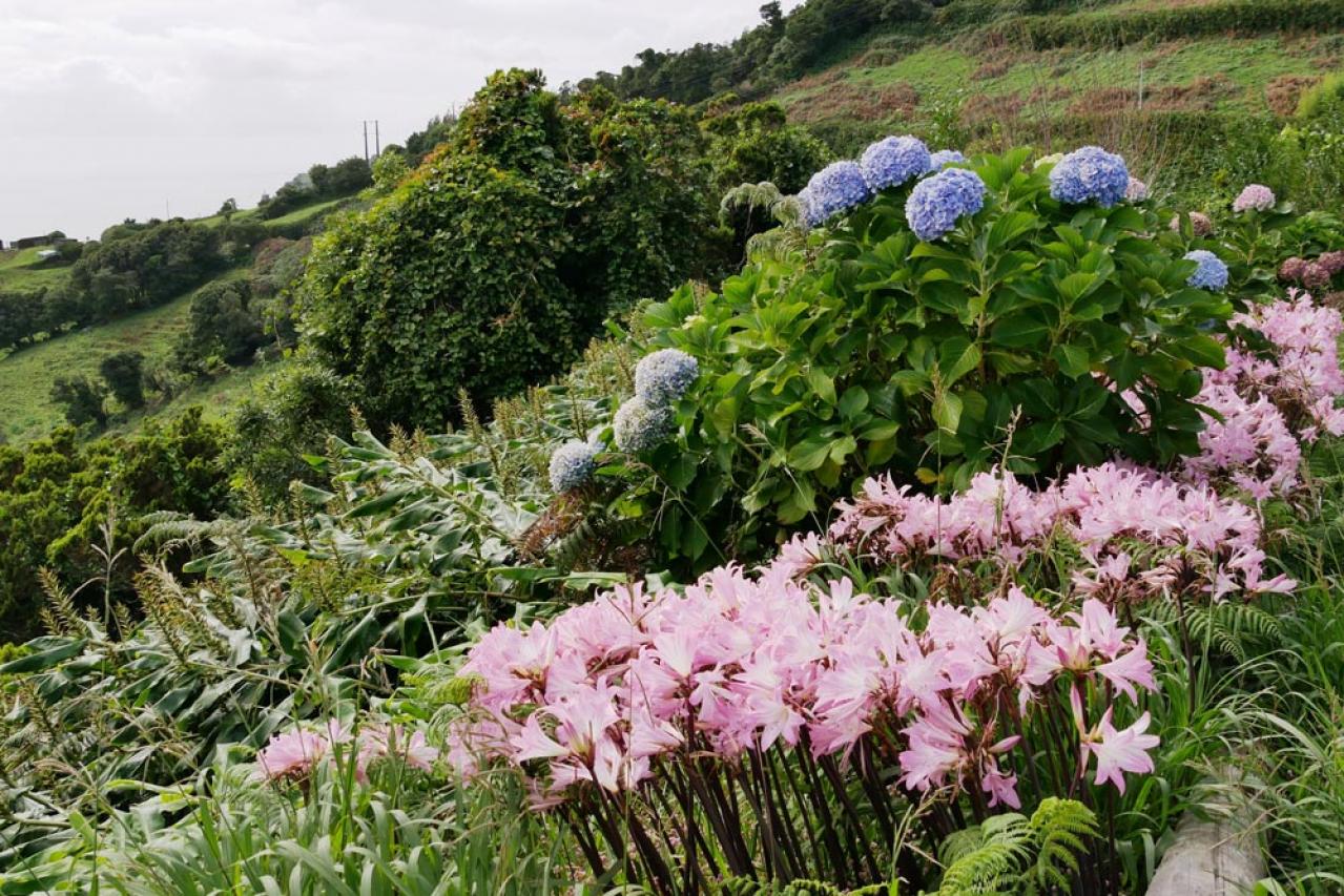 【ガーデニング】注目の秋の花「ベラドンナリリー」とは？植えっぱなしでOK。育てやすさや魅力を徹底解説（画像3）
