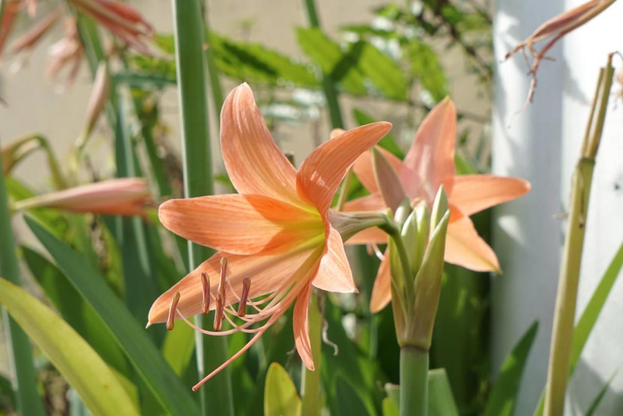 【ガーデニング】注目の秋の花「ベラドンナリリー」とは？植えっぱなしでOK。育てやすさや魅力を徹底解説（画像8）