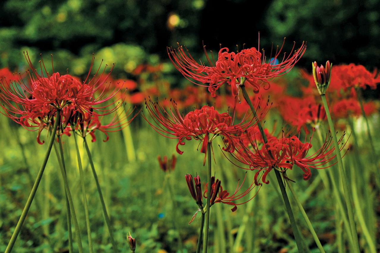 秋の行楽シーズン到来！一面の花々が圧巻の「おすすめ東京＆関東のガーデン」3選（画像9）