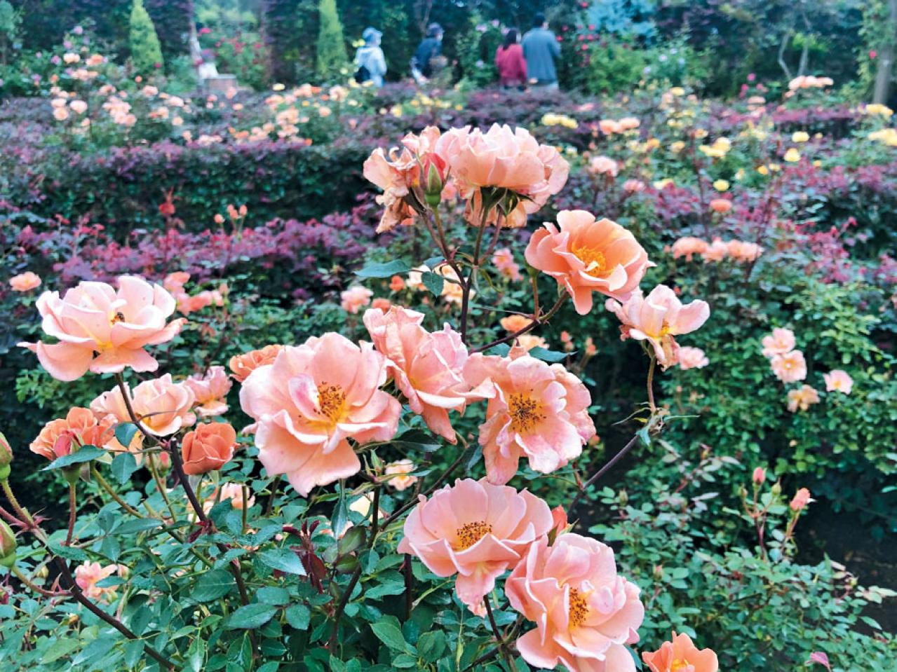 秋の行楽シーズン到来！一面の花々が圧巻の「おすすめ東京＆関東のガーデン」3選（画像5）