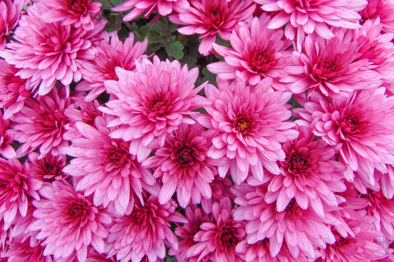 9月10日の花とは？【366日の誕生花と幸せの花言葉】