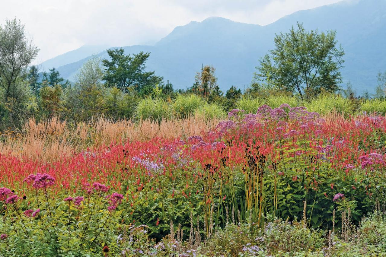 【秋の花を愛でる旅】グラスの美しさを堪能できる人気の「ナチュラリスティックガーデン」2選（画像3）