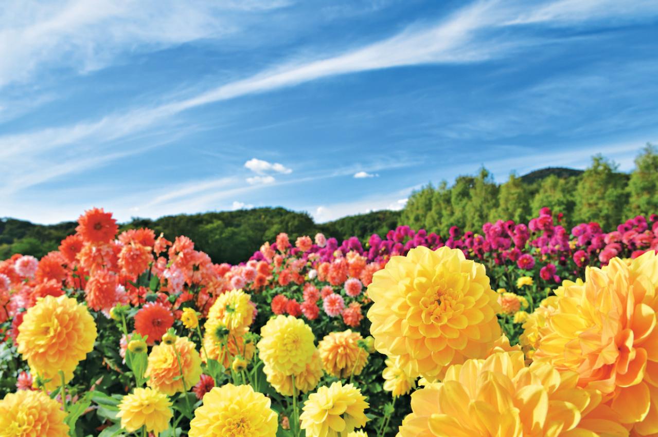 【秋の花を愛でる旅】いつ訪れても花の見頃に出合える「西日本のガーデン」2選