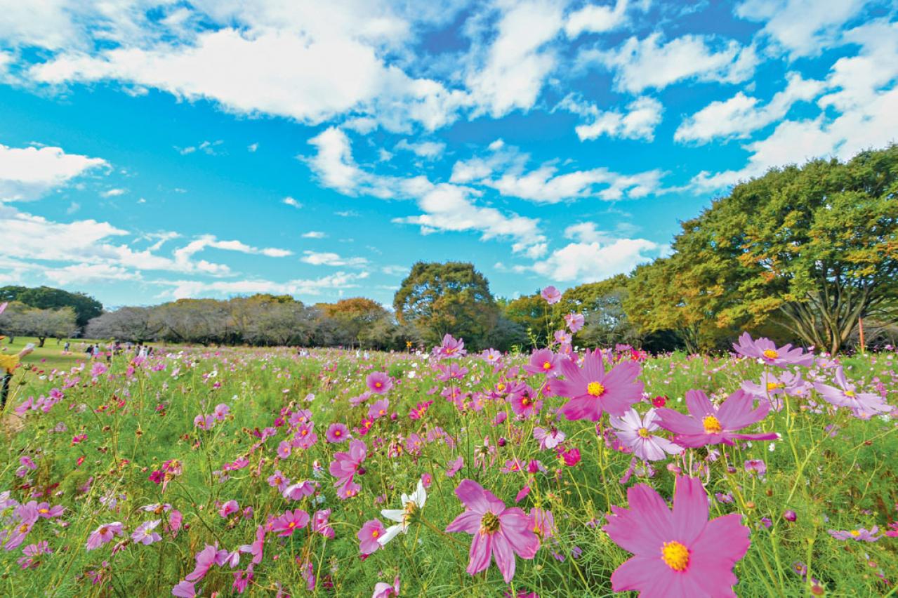 秋の行楽シーズン到来！一面の花々が圧巻の「おすすめ東京＆関東のガーデン」3選（画像7）