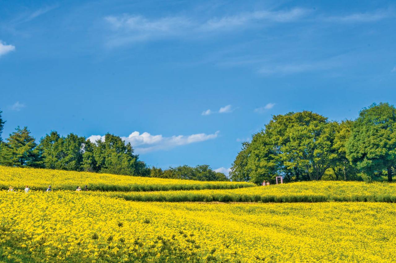 秋の行楽シーズン到来！一面の花々が圧巻の「おすすめ東京＆関東のガーデン」3選（画像6）