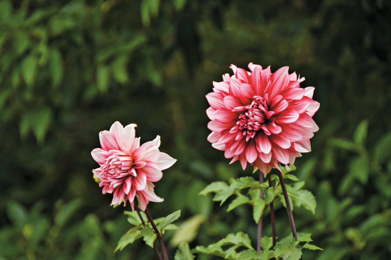 秋の行楽シーズン到来！一面の花々が圧巻の「おすすめ東京＆関東のガーデン」3選（画像8）