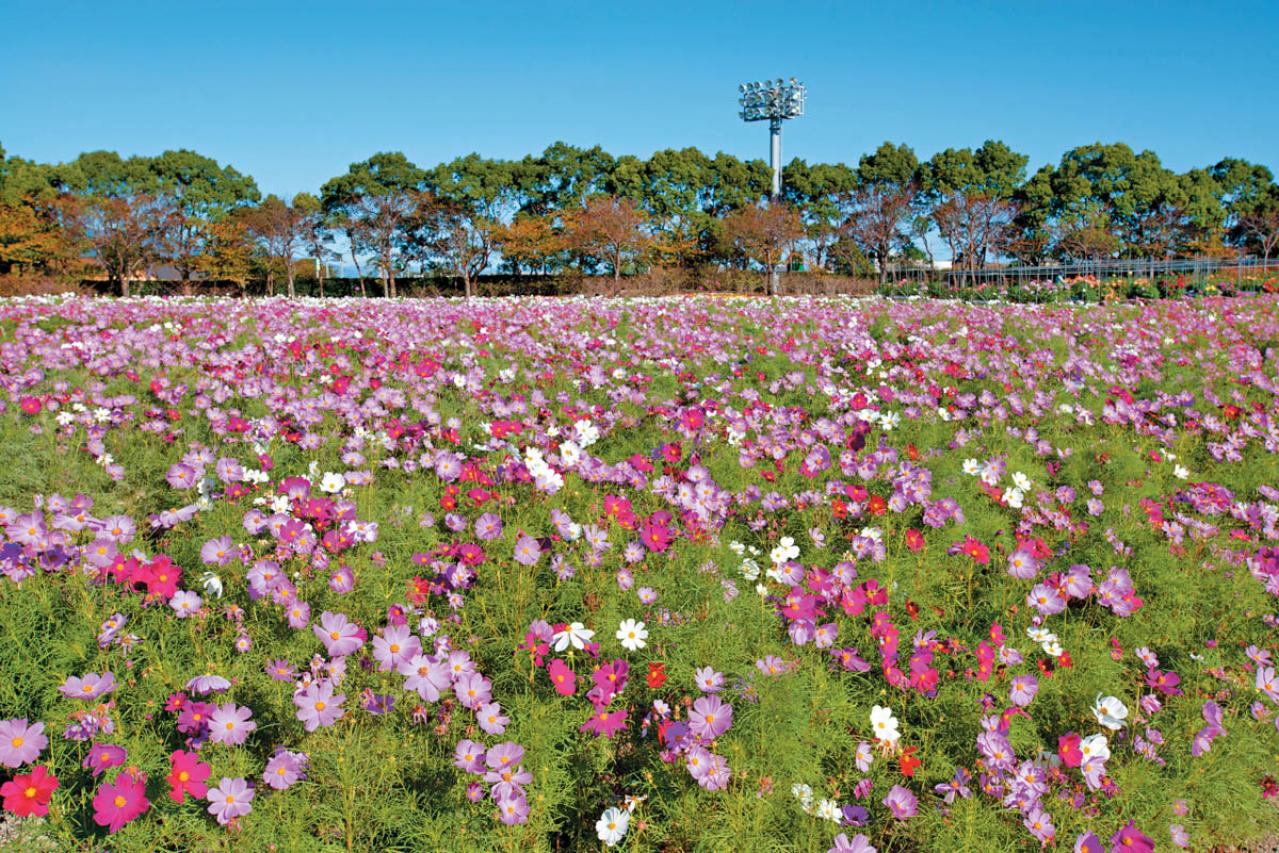 【秋の花を愛でる旅】いつ訪れても花の見頃に出合える「西日本のガーデン」2選（画像3）
