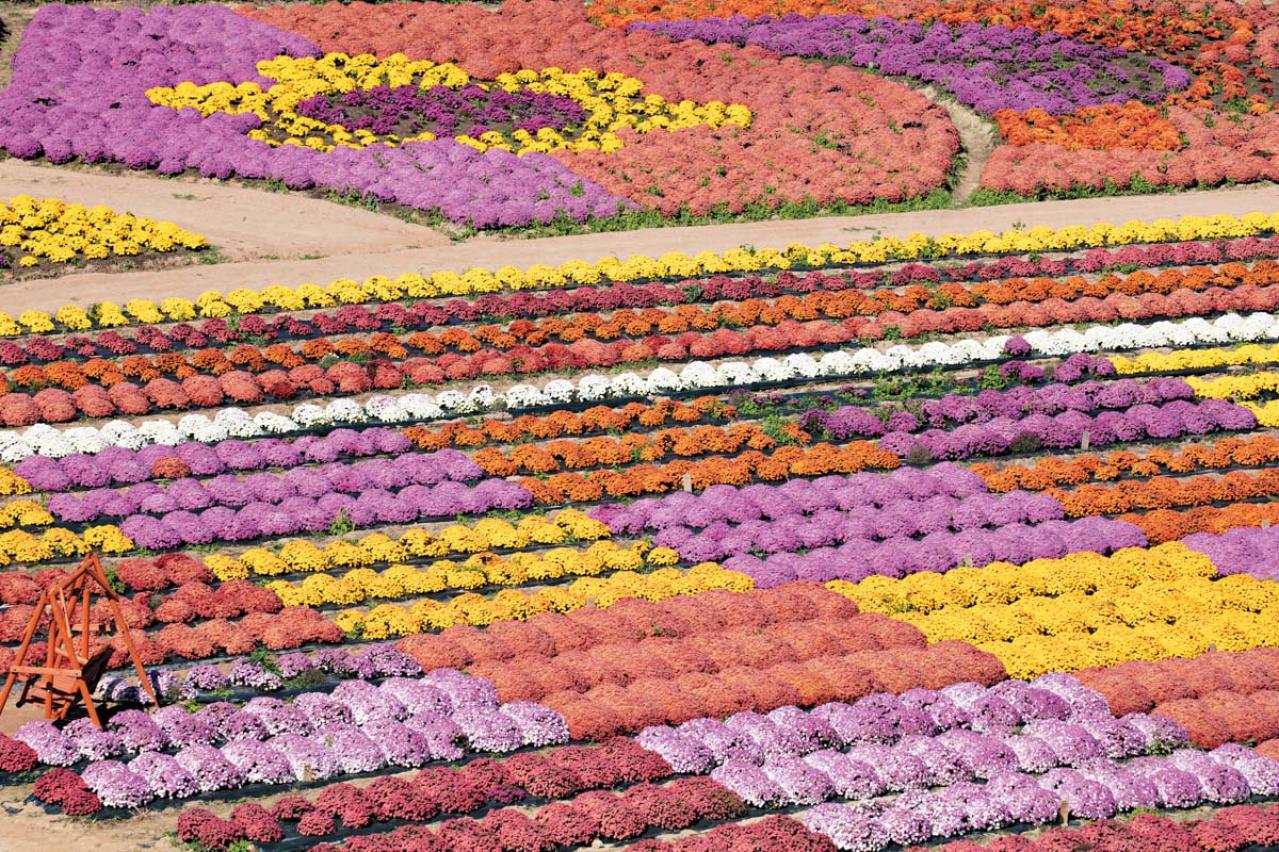 【秋の花を愛でる旅】いつ訪れても花の見頃に出合える「西日本のガーデン」2選（画像6）