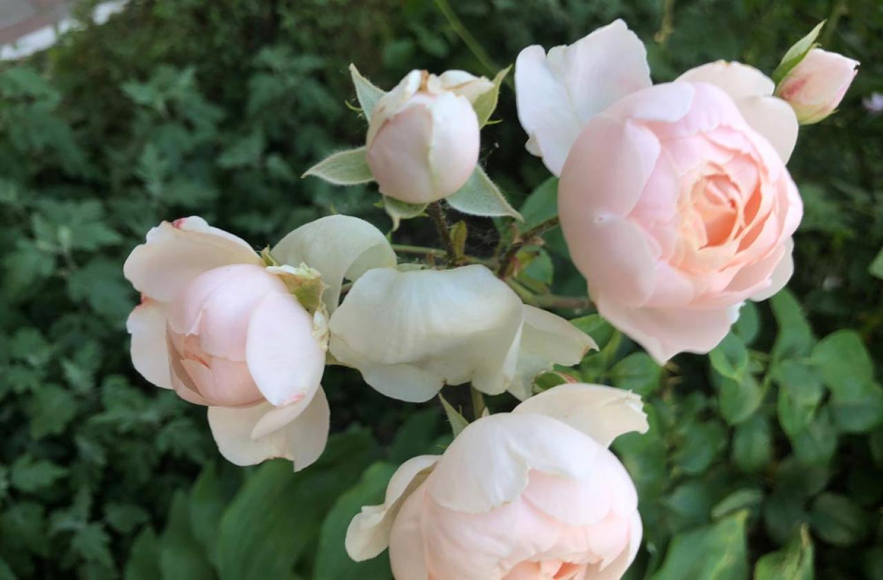 【ガーデニング】秋バラを華やかに咲かせる！初心者必見の夏剪定方法とポイント（画像4）