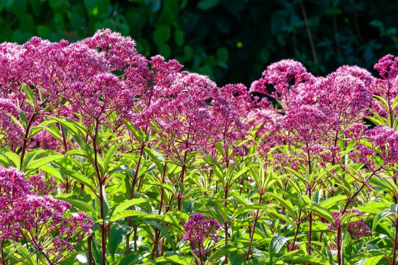 【ガーデニング】秋の庭を華やかに！初めてでも育てやすい花［8選］（画像13）