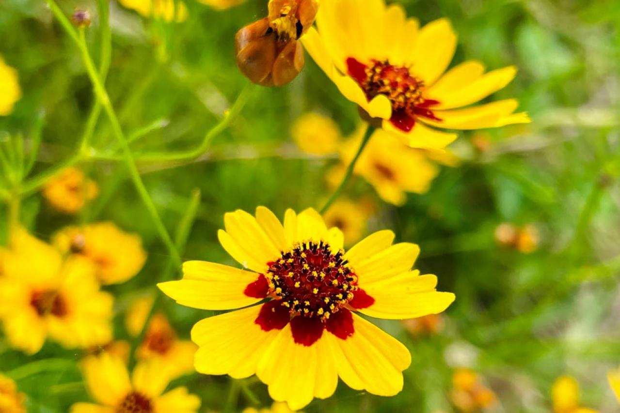 【ガーデニング】秋の庭を華やかに！初めてでも育てやすい花［8選］（画像8）