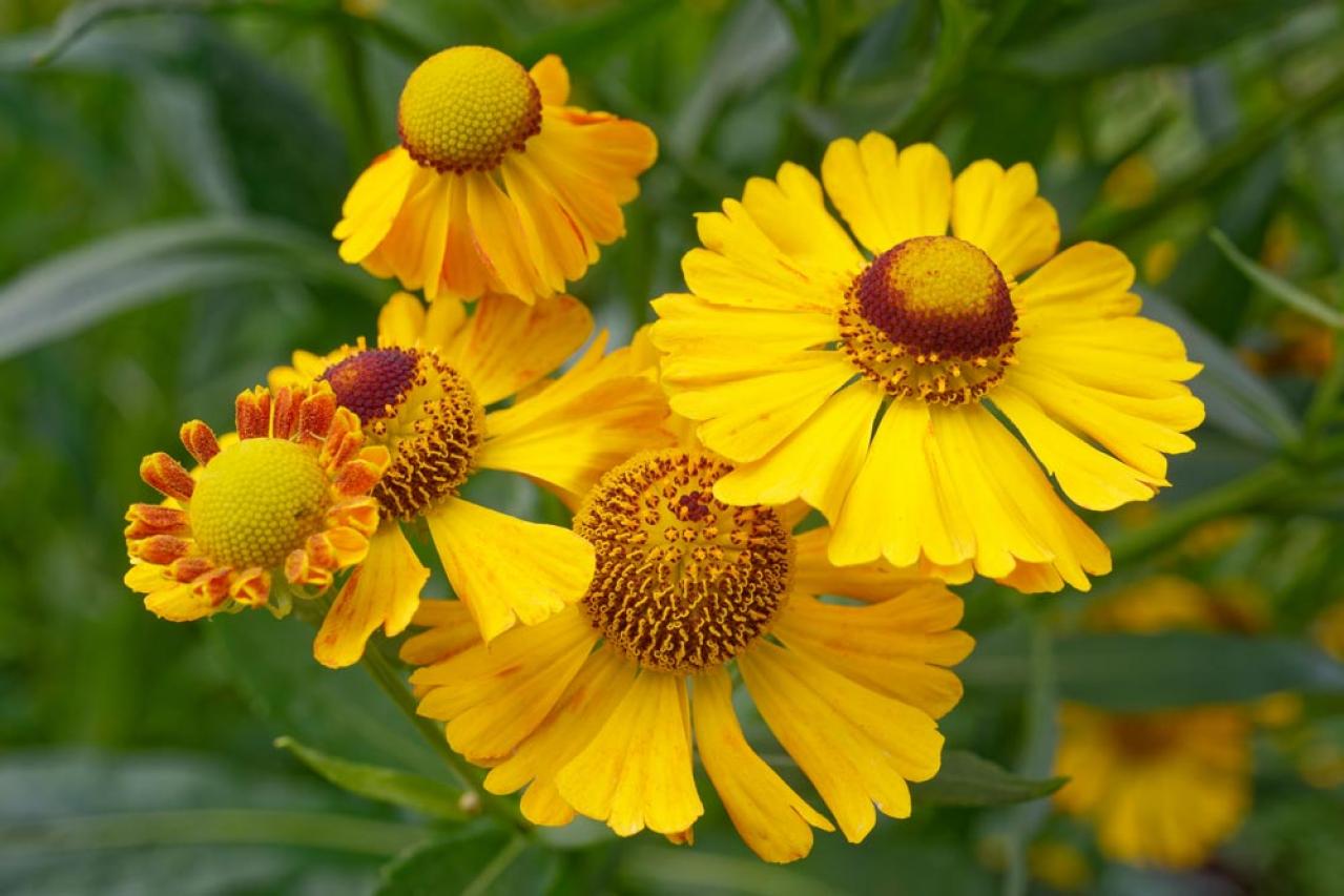 【ガーデニング】秋の庭を華やかに！初めてでも育てやすい花［8選］（画像3）