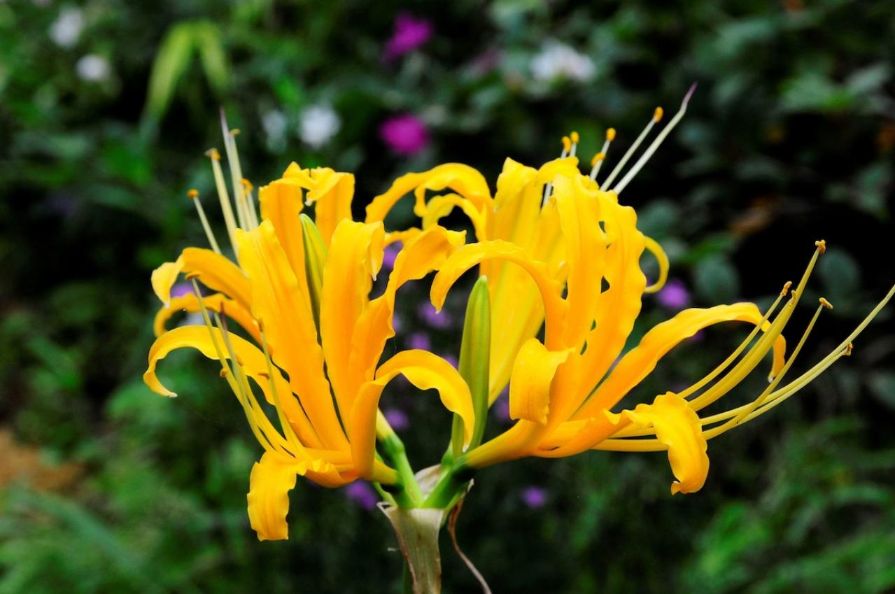 9月14日の花とは？【366日の誕生花と幸せの花言葉】