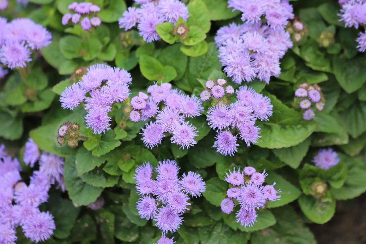 【ガーデニング】秋の庭を華やかに！初めてでも育てやすい花［8選］（画像10）